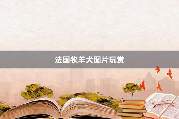法国牧羊犬图片玩赏